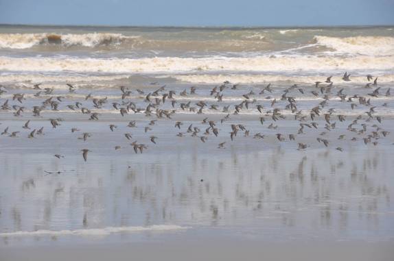 Revoada de pássaros no nosso caminho para a vila da Fortalezinha, na região de Algodoal - PA